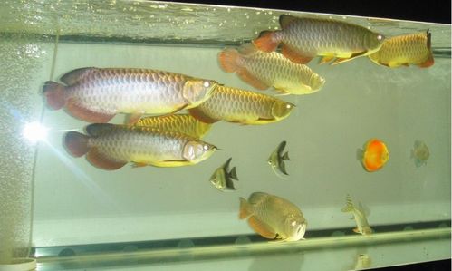 龍魚(yú)的養殖方法和注意事項,黑桃A和龍魚(yú)混養注意事項,曼龍魚(yú)飼養注意事項