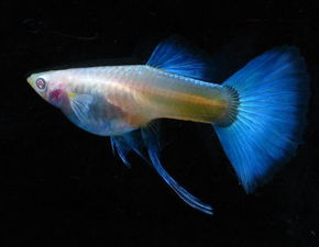 孔雀魚(yú)繁殖注意事項(xiàng),新手養(yǎng)孔雀魚(yú)注意事項(xiàng),孔雀魚(yú)飼養(yǎng)注意事項(xiàng)