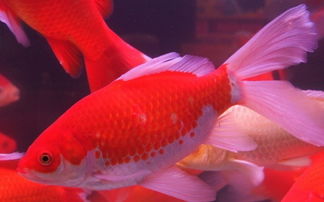 紅鯽魚(yú)養殖和注意事項