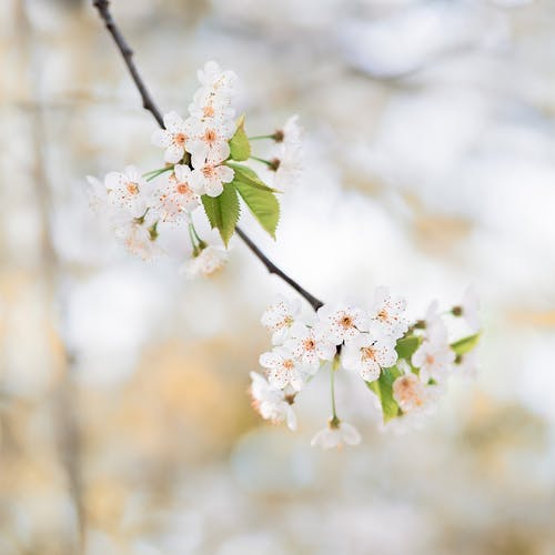 頂級豪門(mén)小說(shuō)by愛(ài)瘋不瘋林向陽(yáng)蘇冰章節閱讀