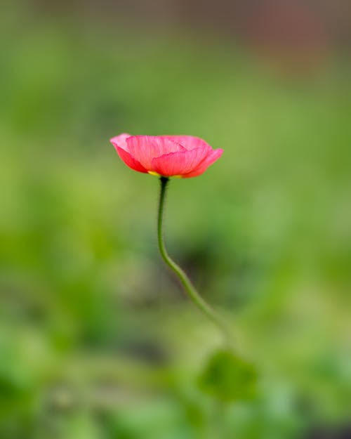 著(zhù)名的愛(ài)國詩(shī)歌