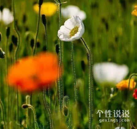 唯美古風(fēng)小清新的經(jīng)典說(shuō)說(shuō)（56條）