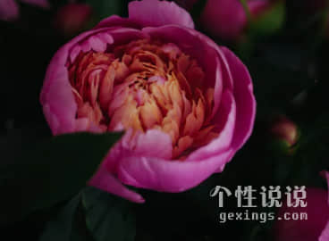 經(jīng)典句子 干凈如始一句心靈雞湯致自己（76條）