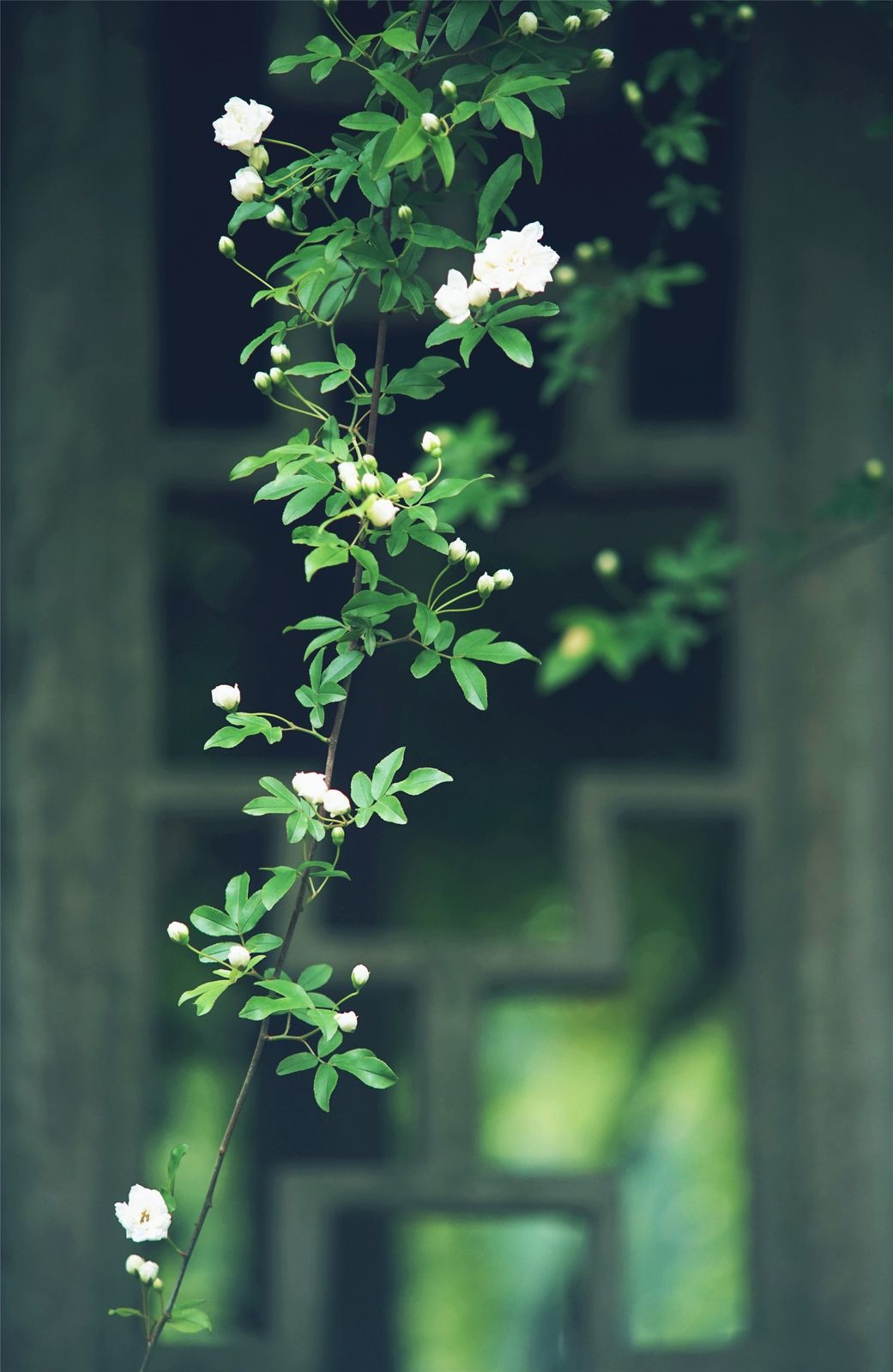 關(guān)于植樹(shù)節(jié)的溫馨祝福語(yǔ)