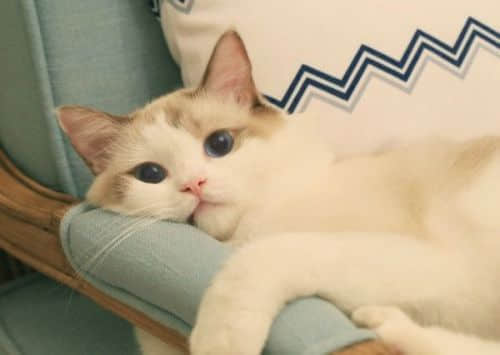 感情挽回的經(jīng)典句子(50條) 感情挽回的經(jīng)典句子(50條)