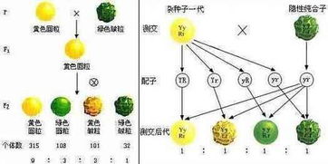 自由組合定律必備基礎知識