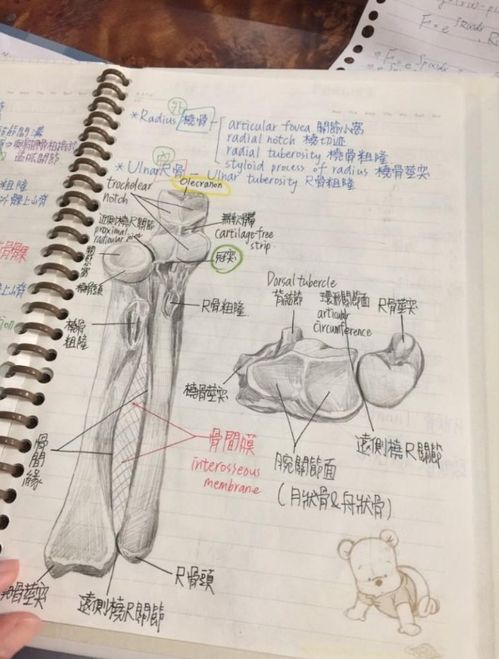 解剖基礎學(xué)重點(diǎn)知識點(diǎn)