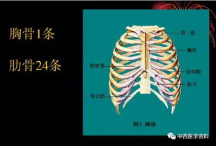 人體解剖學(xué)基礎知識ppt