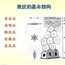 皮膚學(xué)基礎理論知識