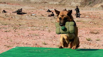 關(guān)于軍犬基礎知識題庫