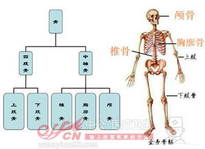 醫學(xué)基礎知識人體解剖學(xué)考點(diǎn)總結