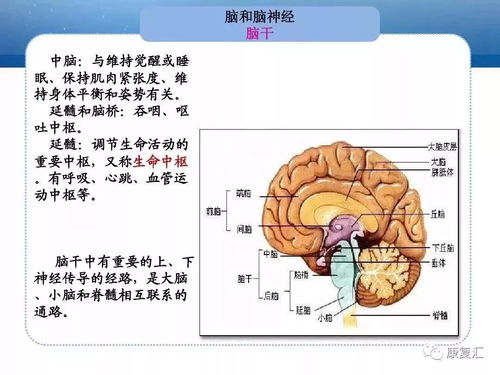 人體解剖系統基礎知識