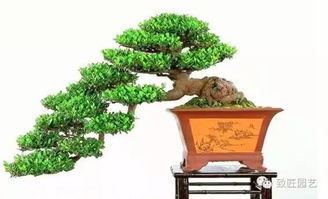 盆景的基礎知識