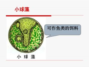 單細胞生物體基礎知識