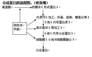 細胞結構基礎知識網絡